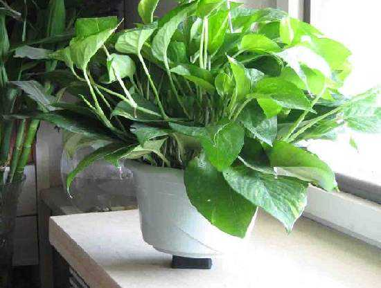 室內植物檢測甲醛